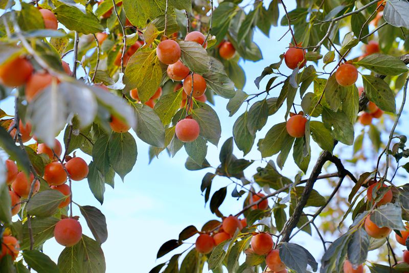 挂滿果實的柿子樹泛著金黃，給驪山秋景增添了濃濃的詩情畫意。王三合 攝