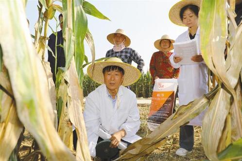 在杨凌良科智慧农业示范基地，专家正进行玉米测产。 记者 刘坤摄