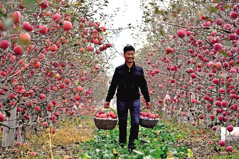   延安市安塞區南溝村村民在採收蘋果（資料照片）。 本報通訊員 祁小軍攝