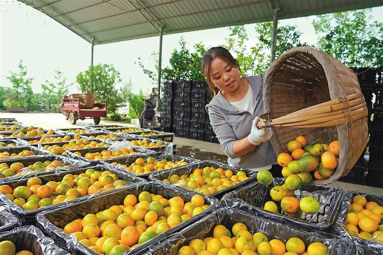 漢中市漢台區橘農把採摘的柑橘分揀裝箱（資料照片）。本報通訊員 葉亞楠攝