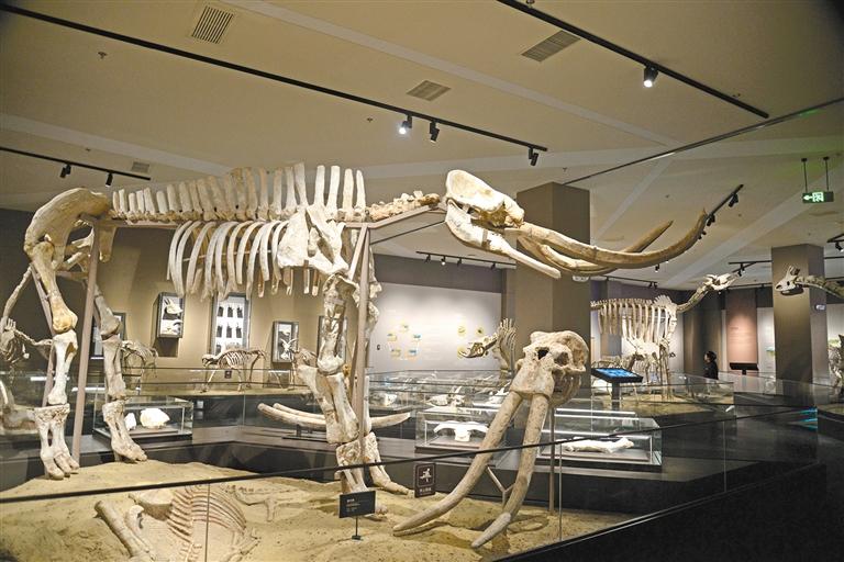 陕西黄河文化博物馆展厅里陈列的“黄河象”化石。张乐佳摄