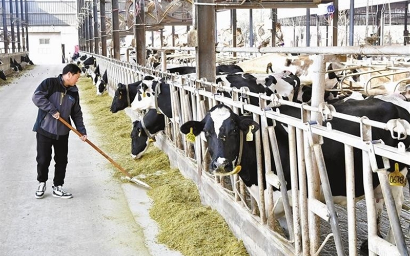 科技养殖“牛”劲足 循环利用促增效