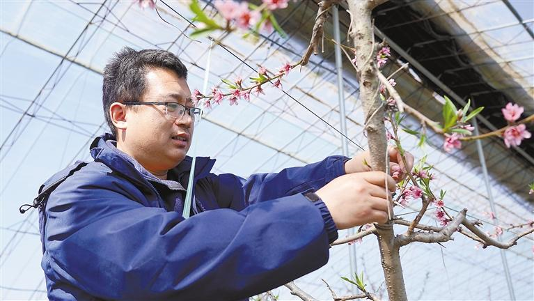 3月1日，达靖文在管护大棚桃树。