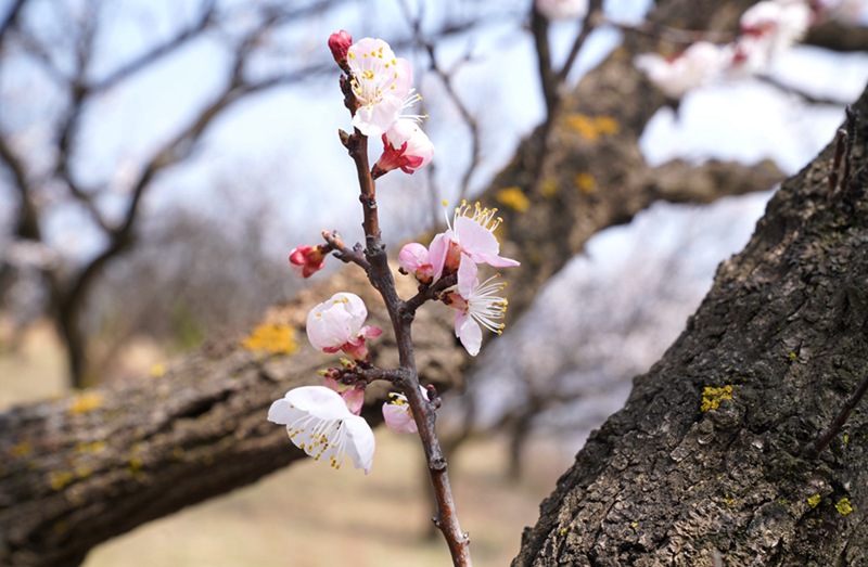 3月25日，西安市临潼区仁宗街道庄王村官沟组杏花岭上的杏花迎风怒放。王三合摄