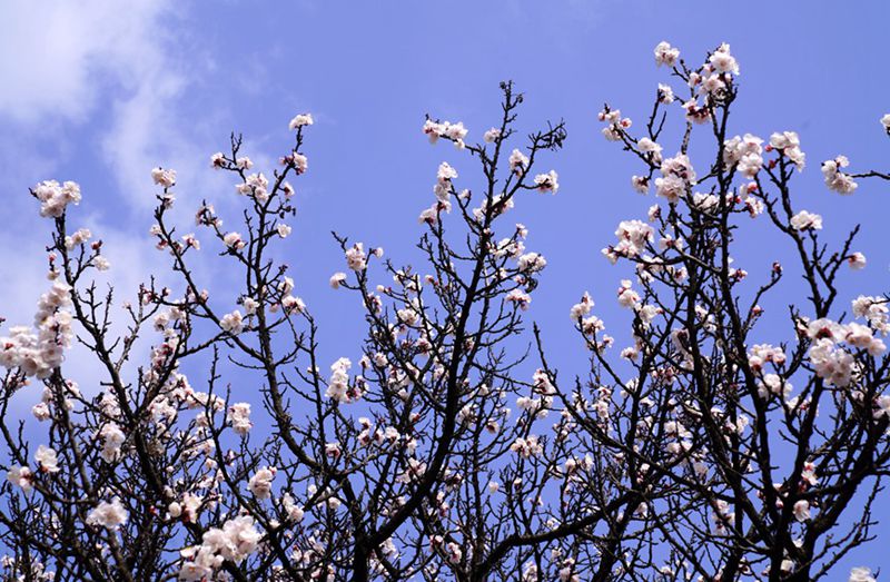 3月25日，西安市臨潼區仁宗街道庄王村官溝組杏花嶺上的杏花迎風怒放。王三合攝