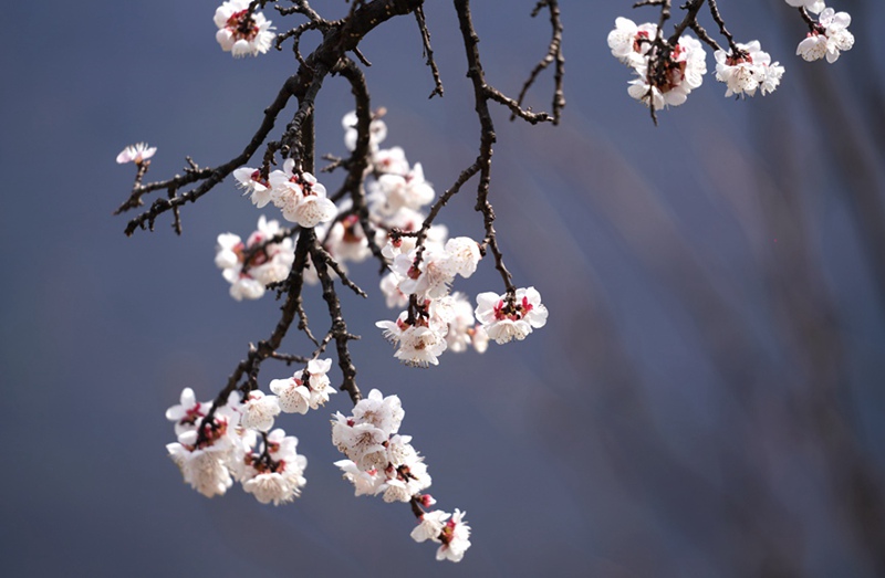 3月25日，西安市臨潼區仁宗街道庄王村官溝組杏花嶺上的杏花迎風怒放。王三合攝