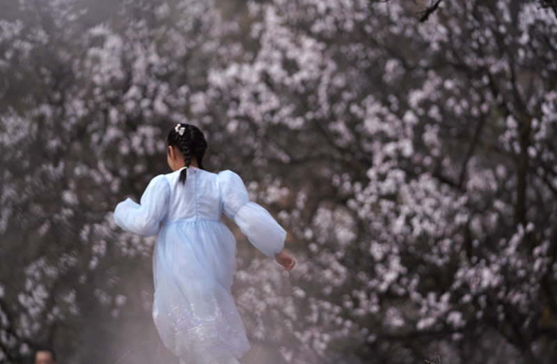 3月25日，游客在杏花岭上赏花打卡。王三合摄