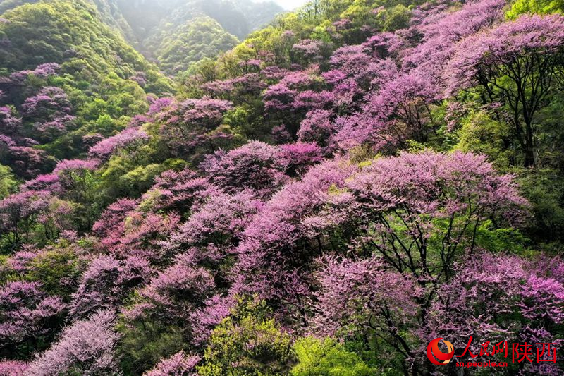 花开秦岭铺“流霞”【7】