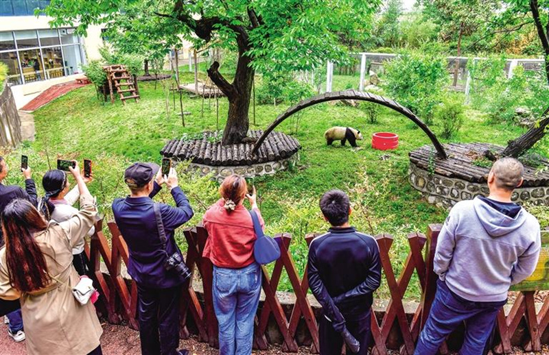 4月30日，游客在秦岭野生动物园观看大熊猫。记者 袁景智摄