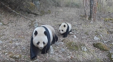  Wild giant panda "mother and child" in the same frame "patrol the mountain with baby"