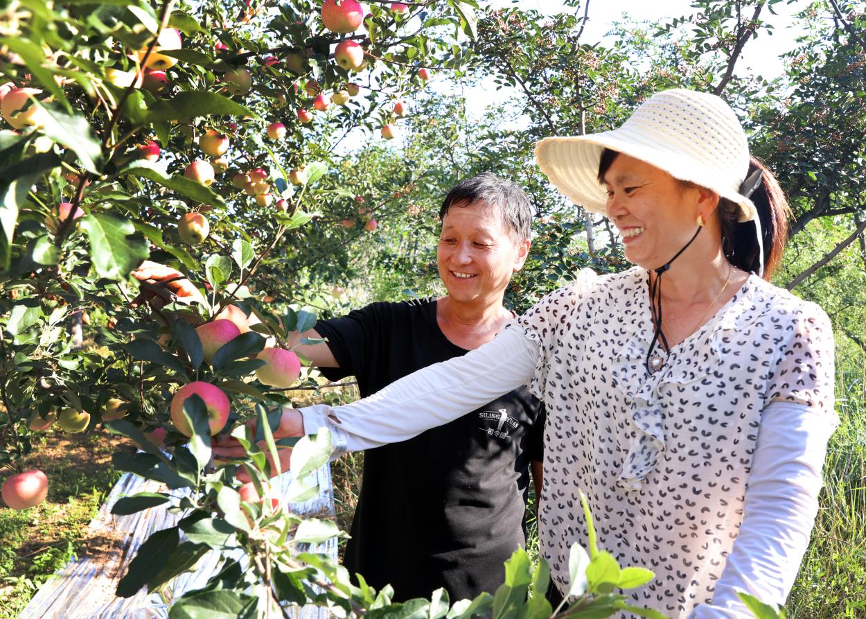 陕西合阳：嘎啦苹果飘香 果农互助情浓【2】