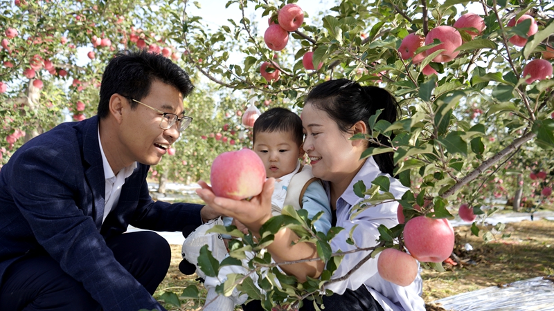 陕西靖边：苹果丰收正当时