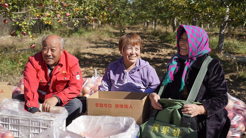 村民们正在采摘苹果。