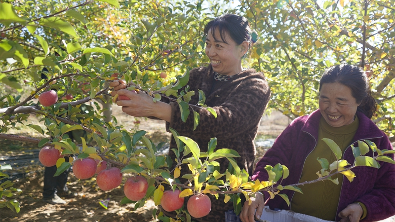 小河村的苹果喜获丰收，村民们正在果园采摘。