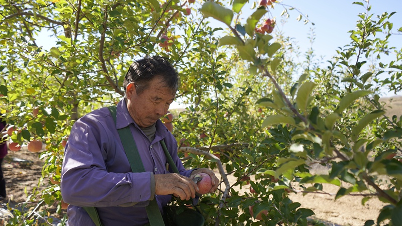 小河村的苹果喜获丰收。