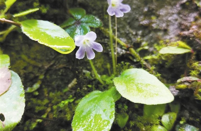 漢中現有野生秦嶺石蝴蝶近1.2萬株