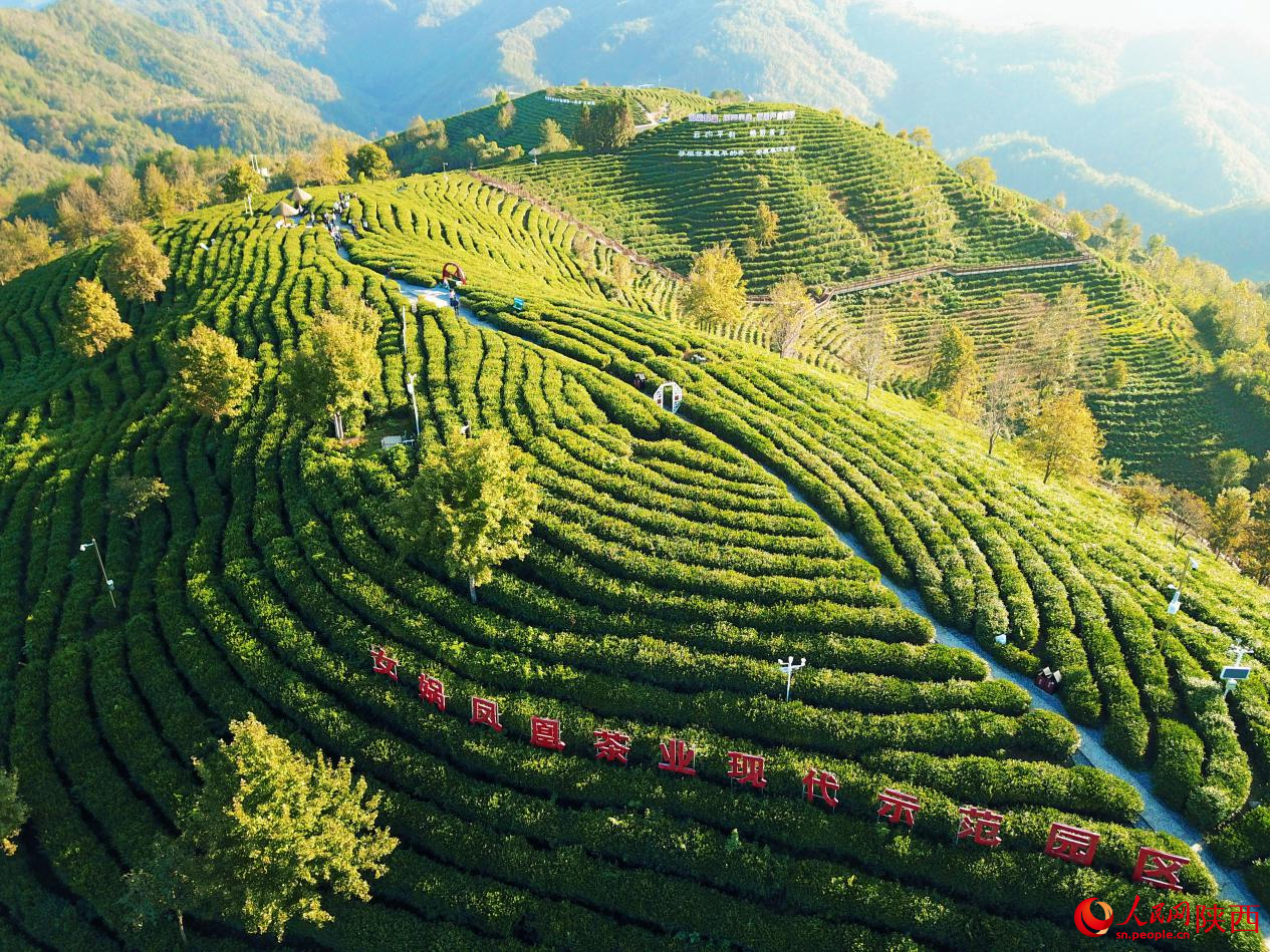 凤凰山茶园。吴超摄