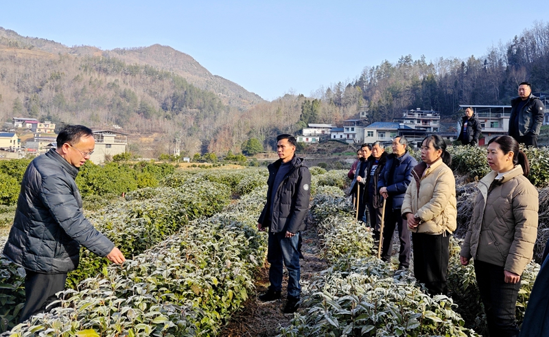 農技人員現場指導茶農管護技能。紫陽縣融媒體中心供圖