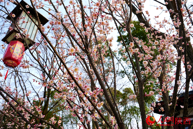 3月7日，西安兴庆宫公园，梅花竞相绽放。人民网记者 孙挺摄