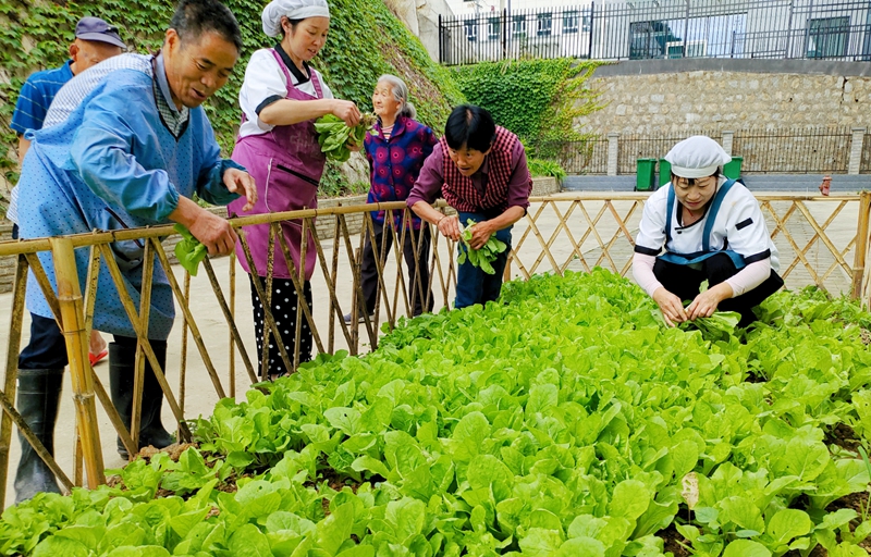 宁陕县中心第二敬老院老年人在菜园采摘蔬菜体，验劳动的乐趣。田欣摄