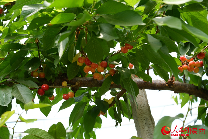 西安市灞橋區迷鹿村，綠油油的樹叢中點綴著紅彤彤的櫻桃。 人民網 吳德鋒攝