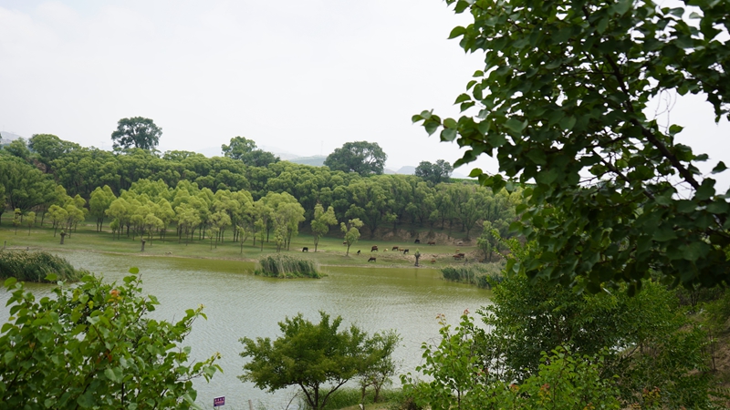 芦靖湖景色。