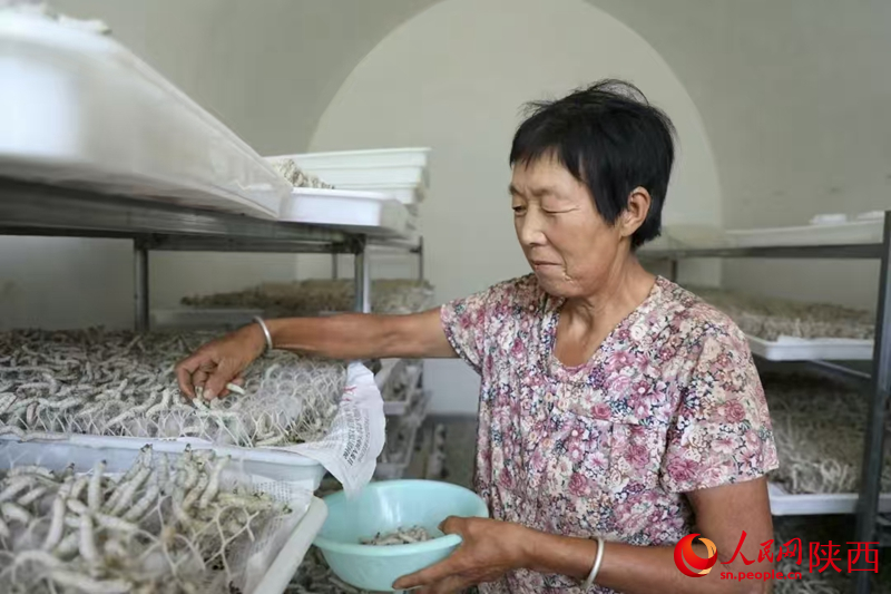 養殖戶正在“窯洞”蠶房裡忙碌著。人民網記者 李志強攝