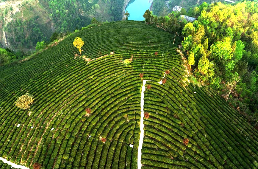 陝甘茶馬古道景區半畝茶園航拍。鄭曉虎攝