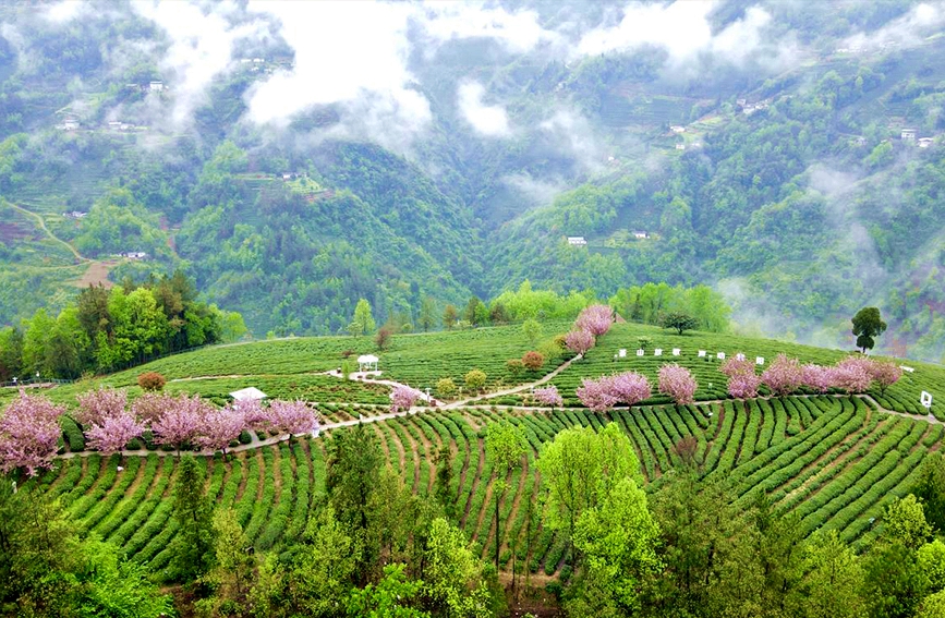 陝甘茶馬古道景區半畝茶園航拍。鄭曉虎攝