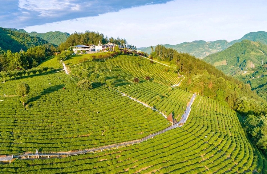 陝甘茶馬古道景區半畝茶園航拍。紫陽縣融媒體中心供圖