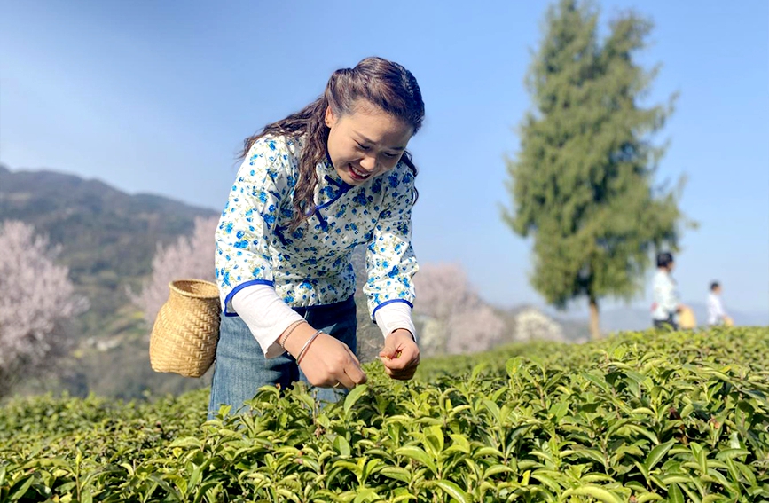在採茶季，當地茶農忙著採摘鮮葉。鄭曉虎攝