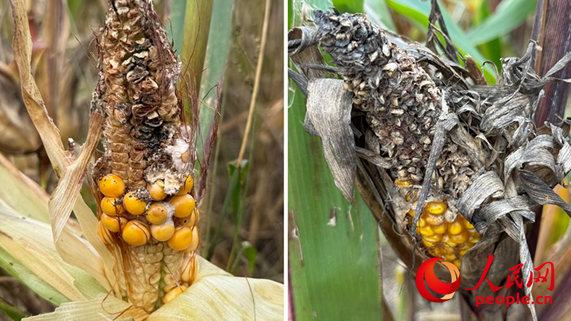 10月23日，在山西運城萬榮縣裴庄鎮，田裡的玉米發生霉變。人民網記者 段思齊攝