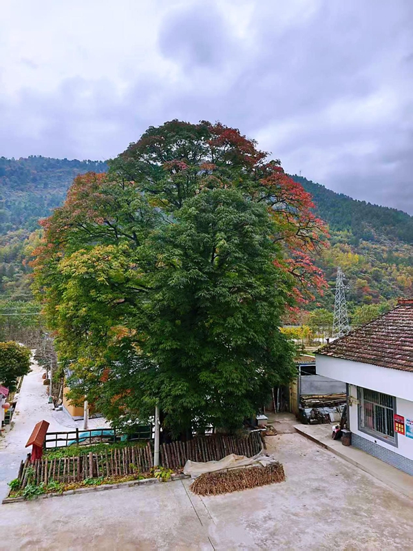 梭欏樹。留壩縣委宣傳部供圖