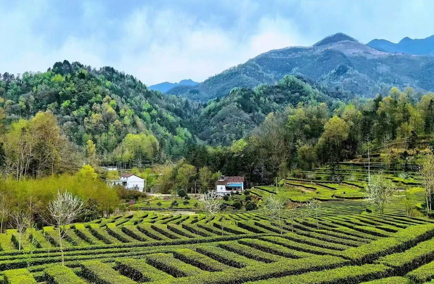 鐘家溝村茶園。西鄉縣委宣傳部供圖