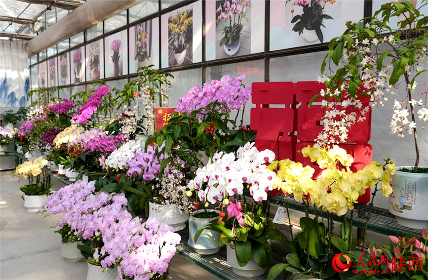 裕興農業的鮮花展區。人民網記者 李志強攝