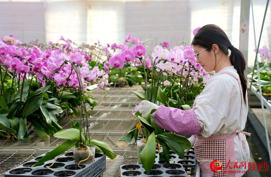 春節將近，年宵花迎來產銷旺季，工人正在溫室中忙碌著。人民網記者 李志強攝