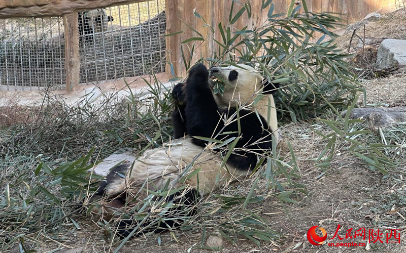 大熊猫“党生”在吃竹子。人民网记者 白鸽摄