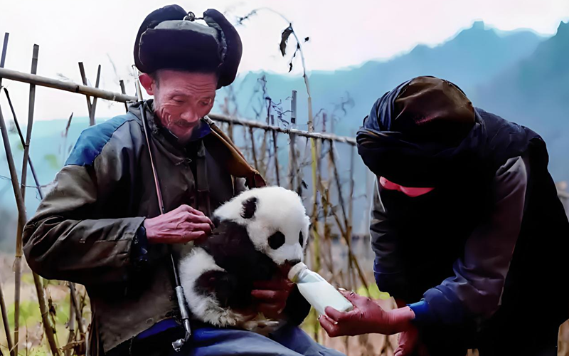 何娇的太爷爷(左)和太奶奶给熊猫“坪坪”喂奶(资料图)。受访者供图