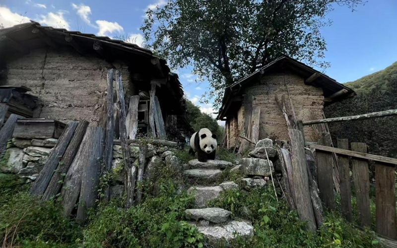 村民在家门口拍到的野生大熊猫。佛坪县委宣传部供图