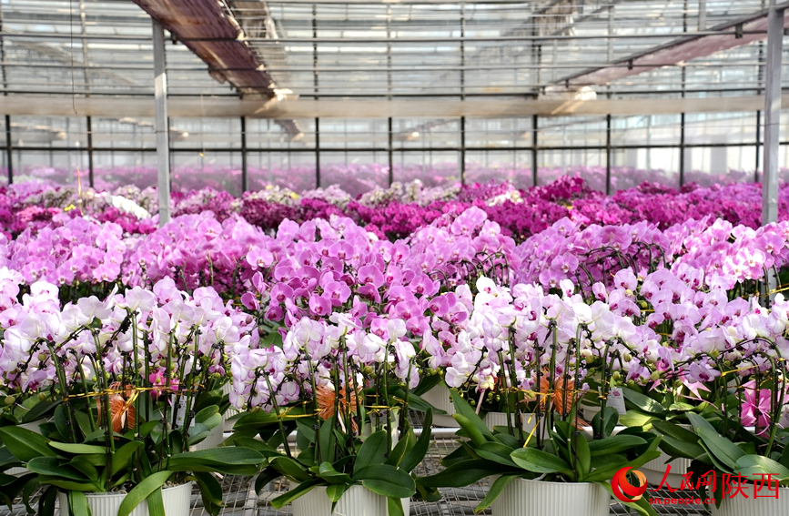 裕興農業的智能溫室裡，成片蝴蝶蘭競相開放。人民網記者 李志強攝