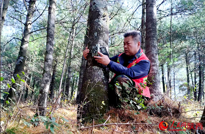 董新建在虎窝监测点更换红外触发相机存储卡与电池。人民网记者 孙挺摄
