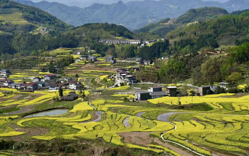 漢陰鳳堰梯田油菜花。呂撐峰攝