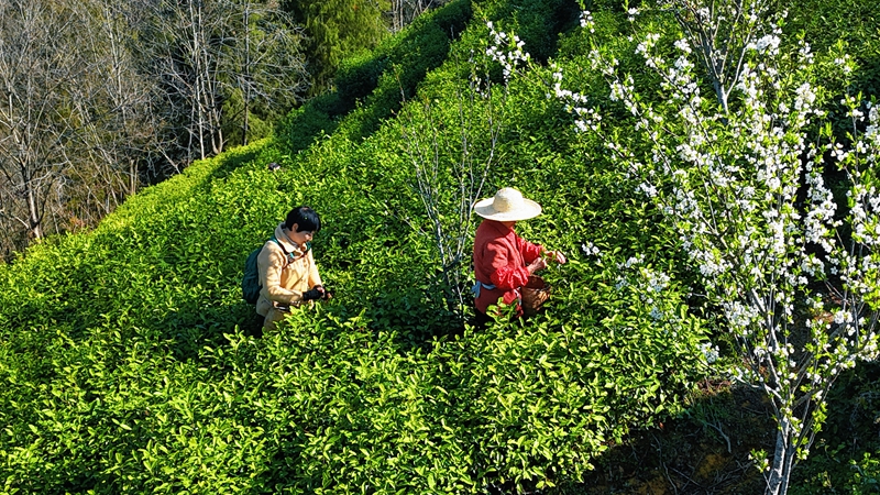 茶农在茶树间采茶。汉阴融媒供图