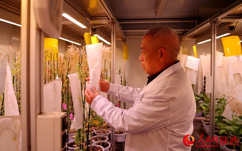 育种加代培养室内，董育红正在给培育的油菜套袋。人民网记者 邹星摄