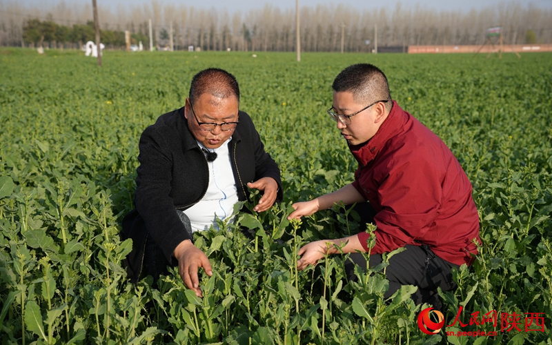 杨建利（左）讲解油菜春季管护要点。人民网记者 邹星摄