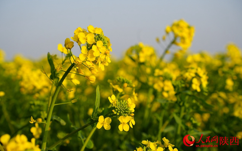 油菜花在风中摇曳，为油坊村晕染浓郁生机。人民网记者 贾凯璐摄