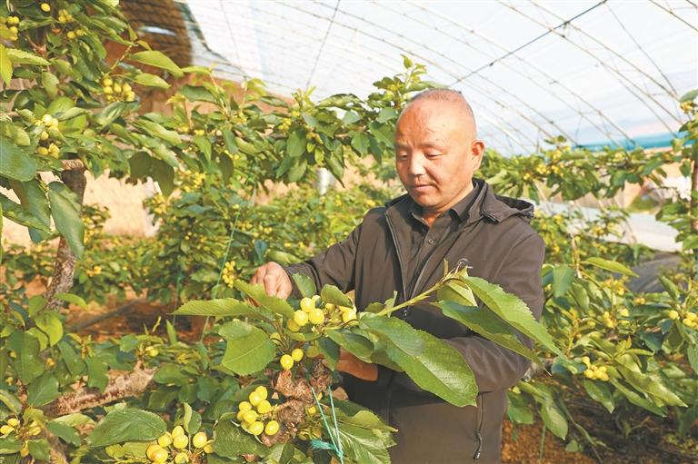 3月26日，杨凌示范区五泉镇高家村村民在打理樱桃树（资料照片）。马腾摄