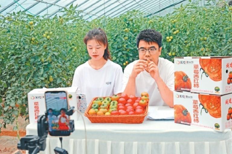 电商在大棚里直播销售草莓西红柿。
