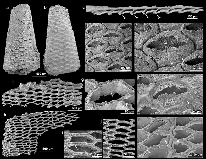 原始蜂巢虫、大营蜂巢虫化石。西北大学供图