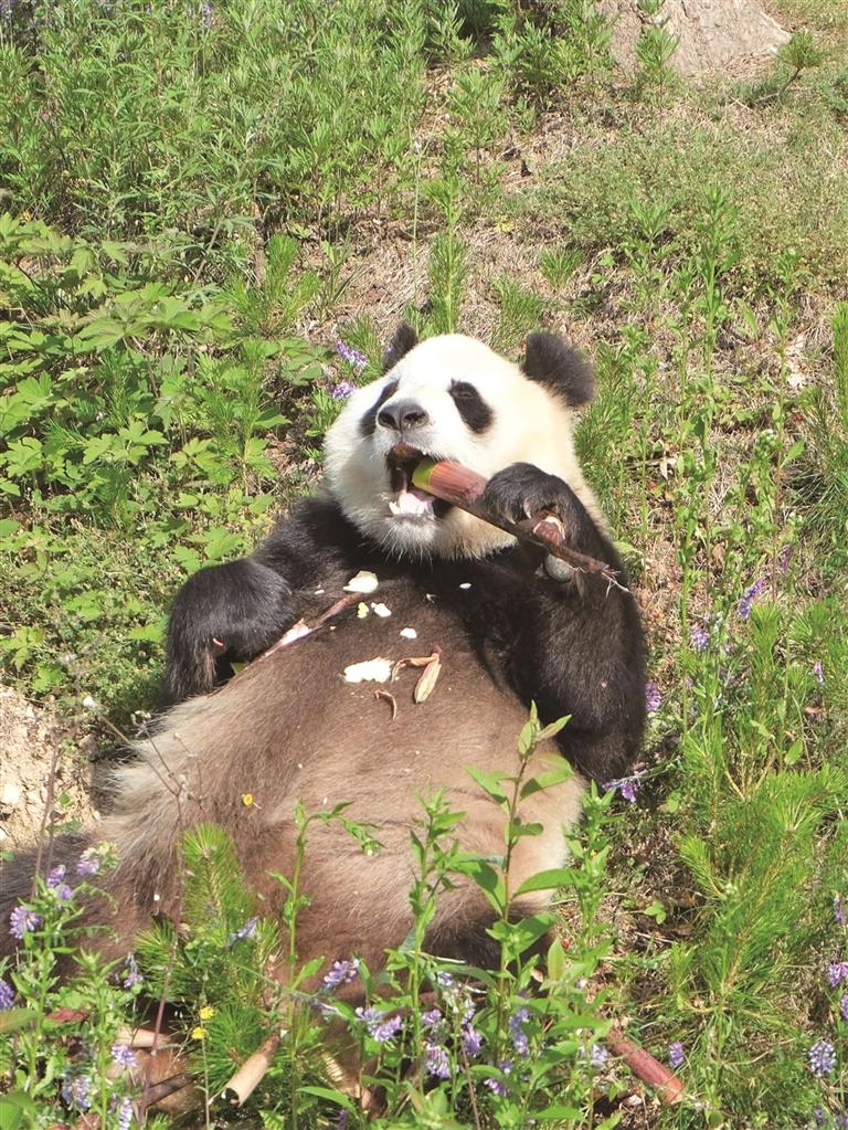 秦岭深处，大熊猫的“朋友圈”越来越大